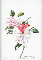 Camellia Japonica, Lady Vanstittart - 959
