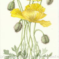 Icelandic Poppy