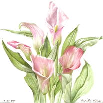 Lillies