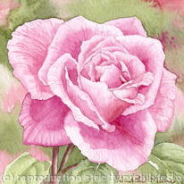Pink Rose
