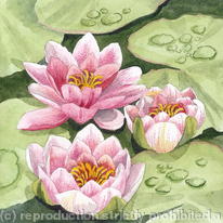 Water Lilies