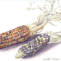Indian Corn
