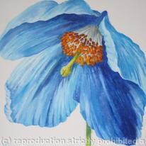 Mecanopsis 2