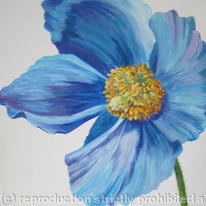 Mecanopsis 3