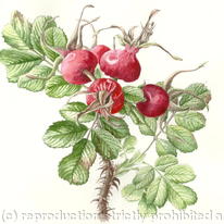 Hips Rosa Rugosa