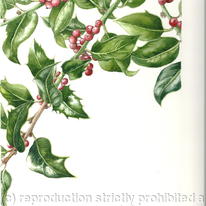 Holly branch