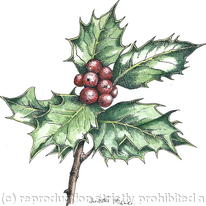 Holly Sprig