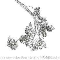 Seed Pods