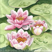 Water Lilies