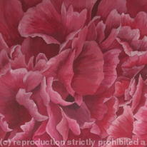 Petunia Petals 001