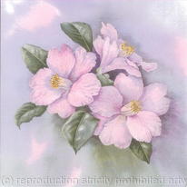 Camellias