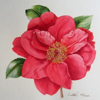 Camellia Bob Hope