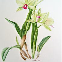 Cattleya Orchid