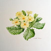 Primrose