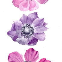 Anemones