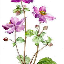 Japanese Anemone