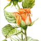 Orange Roses