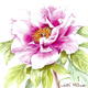 Pink Peony
