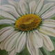 Daisy Head