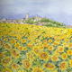 Sunflower Field
