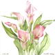 Lillies