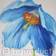 Mecanopsis 2