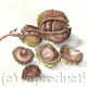 Horse Chestnuts
