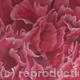 Petunia Petals 001