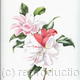Camellia Japonica, Lady Vanstittart - 959