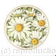 Daisies