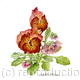 Pansies - 951