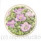 Campanula