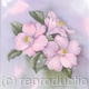 Camellias