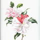 Camellia Japonica