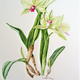 Cattleya Orchid