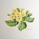 Primrose