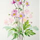 Japanese Anemone