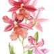 Burr.Nelly Isler Orchid