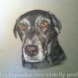 Tiggy - Pastel