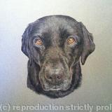 Mollie - Pastel 