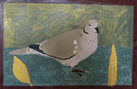 Collared Dove 4 (ref 0608CO4)