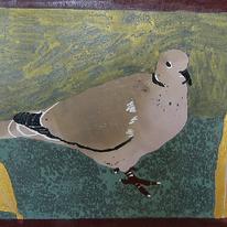 Collared Dove 4 (ref 0608CO4)