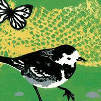 Pied Wagtail (Artist's ref 0511PI18)