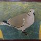 Collared Dove 4 (ref…