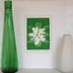 White Flower (Artist's…