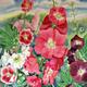 Hollyhocks ( Artist's…