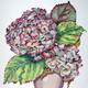 Autumn Hydrangea (Artist's…