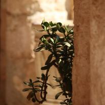 Plant Life