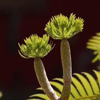 Young Leaf