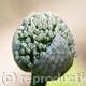Allium Seeds | | | Allium Seeds